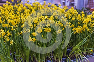 Macro view of yellow daffodils in garden pots isolated on background.