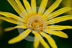 Macro view of Yellow daisy