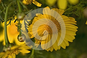Macro view of yellow daisy blossom.