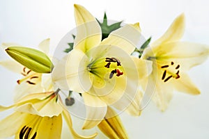 Macro view on yellow daylily