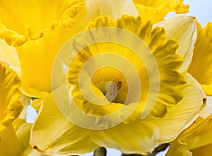 Macro view yellow flower