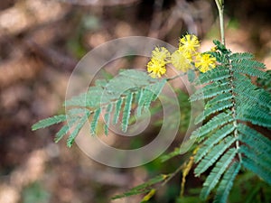 Yellow mimosa flowers on the tree surrounded by leaves