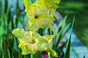 Macro view of yellow gladiolus flowers