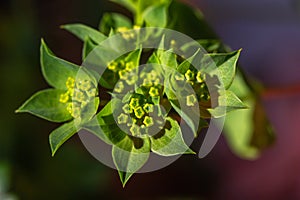 Macro view of a yellow green wax flower blossoms photo