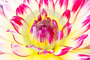 Macro view of yellow pink flower dahlia