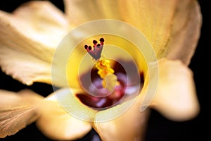 Yellow And Red Hibiscus Flower Background