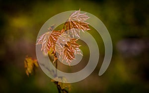 Macro view of young small maple leaves