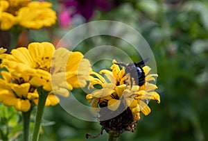 Macro of a violet carpenter bee Xylocopa violacea bee on a pink zinnia blossom