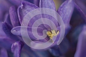 Macro violet flower of a hyacinth