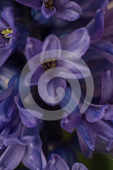 Macro violet flower of a hyacinth