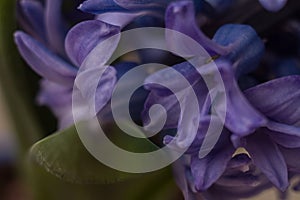 Macro violet flower of a hyacinth