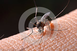 Macro of virulent mosquitoes on human skin.