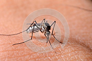 Macro of virulent mosquitoes on human skin.