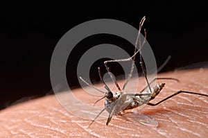 Macro of virulent mosquitoes on human skin.