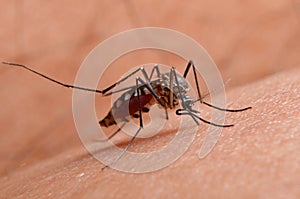 Macro of virulent mosquitoes on human skin.