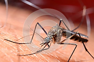 Macro of virulent mosquitoes on human skin.