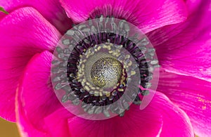 Macro of vivid pink anemone flower stamen