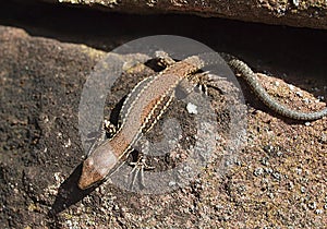 Closeup of a wall lizard