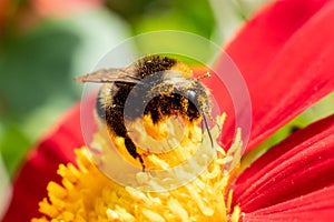 macro wallpaper. honey bee Apis Mellifera collects pollen from a beautiful pink dahlia flower