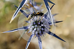 Macro of a wasp on a cardo`s flower