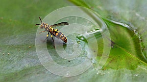 Macro of wasp on lotus leaf