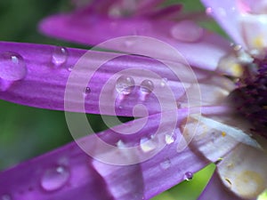 Macro water dews on flower surface