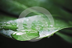 Macro water drop of dew on Monstera deliciosa photo