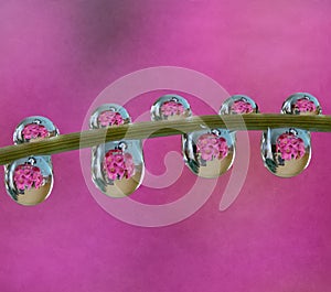 Macro of water drop droplets on a plant stork with a photo of a flower inside the water drops