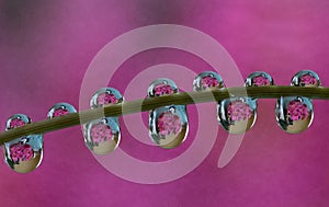 Macro of water drop droplets on a plant stork with a photo of a flower inside the water drops