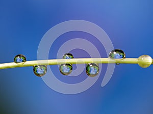 Macro of water drop droplets on a plant stork with a photo of a flower inside the water drops