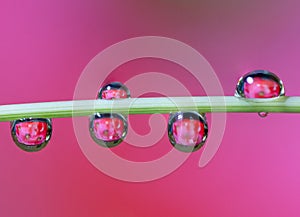 Macro of water drop droplets on a plant stork with a photo of a flower inside the water drops