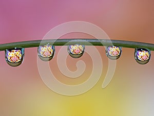 Macro of water drop droplets on a plant stork with a photo of a flower inside the water drops