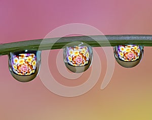 Macro of water drop droplets on a plant stork with a photo of a flower inside the water drops