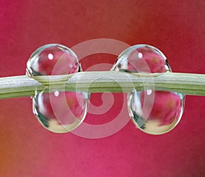 Macro of water drop droplets on a plant stork with a photo of a flower inside the water drops