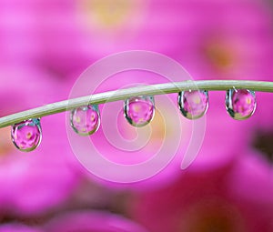 Macro of water drop droplets on a plant stork with a photo of a flower inside the water drops