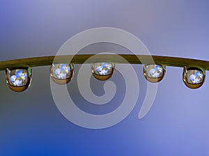 Macro of water drop droplets on a plant stork with a photo of a flower inside the water drops