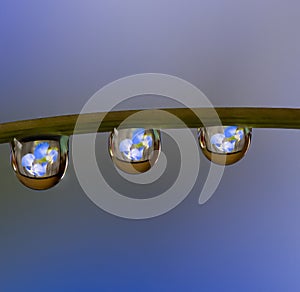 Macro of water drop droplets on a plant stork with a photo of a flower inside the water drops