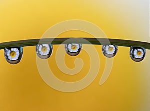 Macro of water drop droplets on a plant stork with a photo of a flower inside the water drops