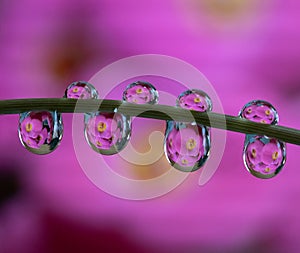 Macro of water drop droplets on a plant stork with a photo of a flower inside the water drops