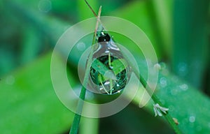 Macro water drop on grass, rain drop on grass