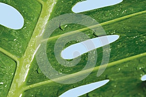 Macro water drop on Monstera deliciosa or Swiss cheese plant photo