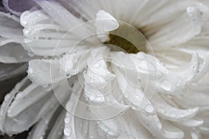 Macro water drop on pink purple flower ,chrysanthemum flower