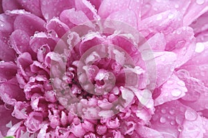 Macro water drop on pink purple flower ,chrysanthemum flower