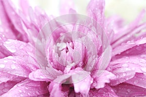 Macro water drop on pink purple flower ,chrysanthemum flower