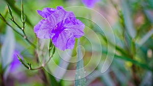 Macro water drop on purple flower