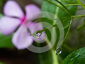 Macro of water drop reflection of flower