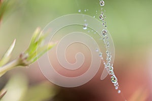 Macro - water drop on spider web