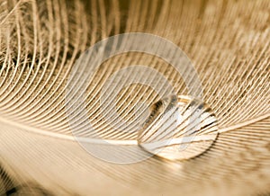 Macro of water drop on white feather