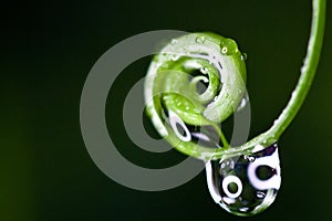 Macro water droplet on fiddlehead fern