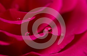 Macro of water droplet on red rose petal